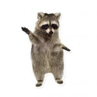 «RACOONPACK2» sticker set