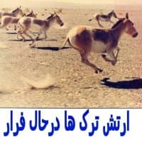 «fuck turkish people» sticker set