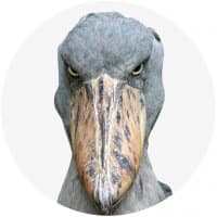 «Shoebill» sticker set
