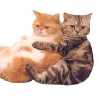 «animals» sticker set
