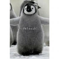 «Athéna’s Pinguin» sticker set