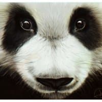 «Panda :D» sticker set