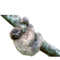 «sloths» sticker set