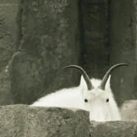 «EmileGoats» sticker set