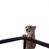 «cheetah» sticker set