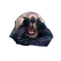 «Otterfun» sticker set