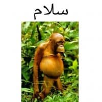 «monkeyy» sticker set
