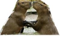 «Capybara» sticker set