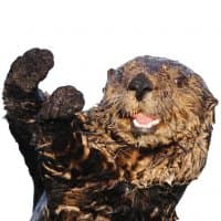 «Otters» sticker set