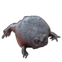«FroggForAnna» sticker set
