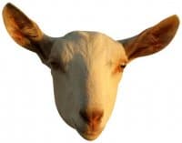 «GoatRulez» sticker set