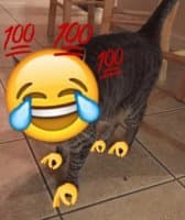 «Ayyylmao» sticker set