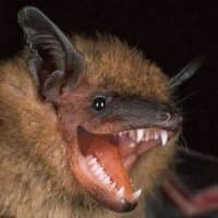 «bat» sticker set