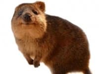 «Quokka» sticker set