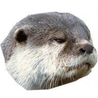 «Ottertude» sticker set