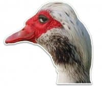 «somegoose» sticker set