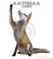 «Foxs» sticker set