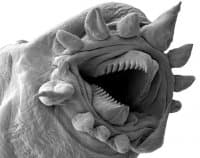 «Tardigrades» sticker set