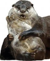«Otters Gotta Ott 2» sticker set
