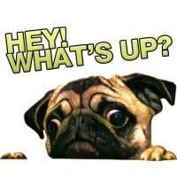 «PUGSTERS» sticker set