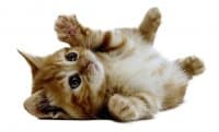 «Cats» sticker set