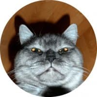 «catsbySmol2» sticker set