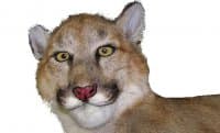 «BadTaxidermy» sticker set