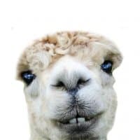«AlpacaPack» sticker set