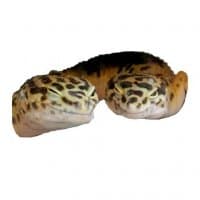 «Lizards» sticker set