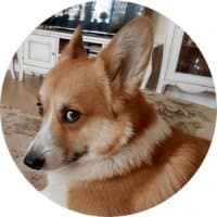 «django» sticker set