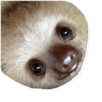 «Sloth» sticker set