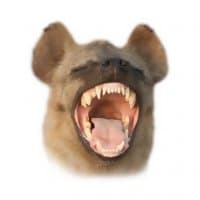 «Hyenas» sticker set