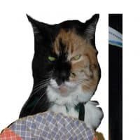 «cats-warriors» sticker set