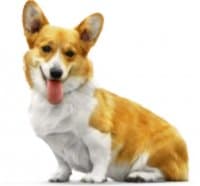 «corgimiu» sticker set