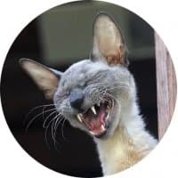 «FunnyAnimals» sticker set