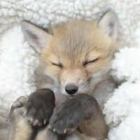 «Foxed» sticker set