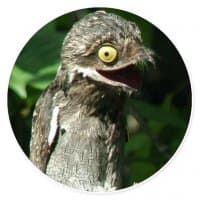 «Potoo!» sticker set