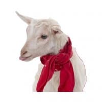 «Goats» sticker set