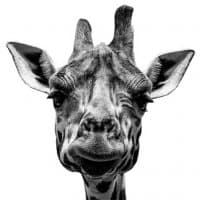 «Giraffe» sticker set
