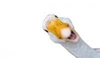 «Goose» sticker set
