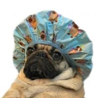 «pugs» sticker set