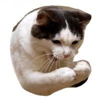 «Caticker» sticker set