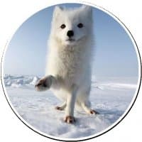 «Arcticfoxcoming» sticker set