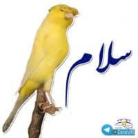 «Ali gay (ghnary) @ali_qufm» sticker set