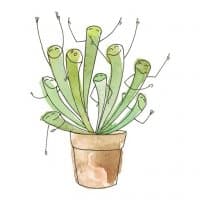 «Succulentica» sticker set