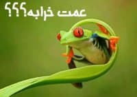 «Froggy» sticker set