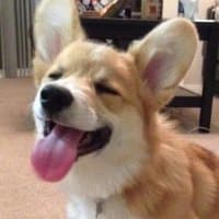 «corgi» sticker set