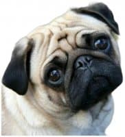 «Pugs» sticker set