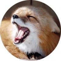 «Foxes» sticker set
