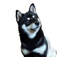 «shibe» sticker set